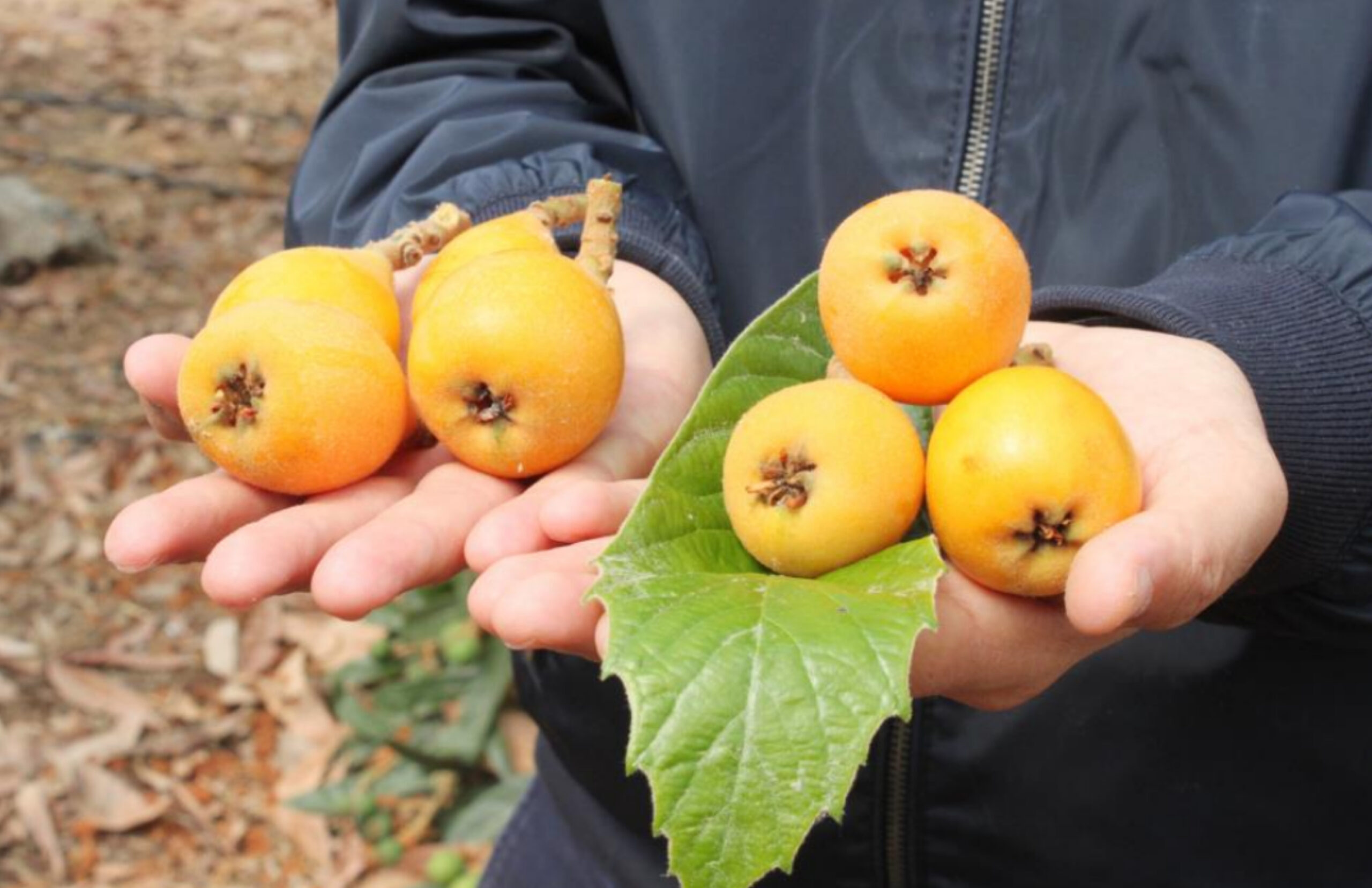 TURFANDA YENİDÜNYA ÇIKTI