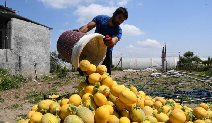ÇUKUROVA’NIN İLK KAVUN HASADI MERSİN’DE YAPILDI