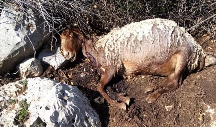 BAŞIBOŞ KÖPEKLER ÜÇ KOYUNU TELEF ETTİ