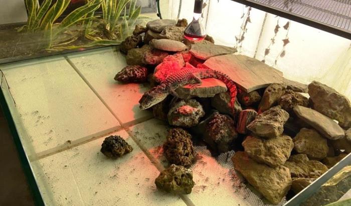 ŞEHRİN GÖBEĞİNDE BESLENEN TİMSAHA EL KONULDU