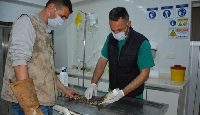 O TİMSAH ARTIK KORUMA ALTINDA