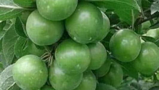 AÇIKTA ERİK HASADI BAŞLADI, KİLOSU 30 LİRAYA DÜŞTÜ