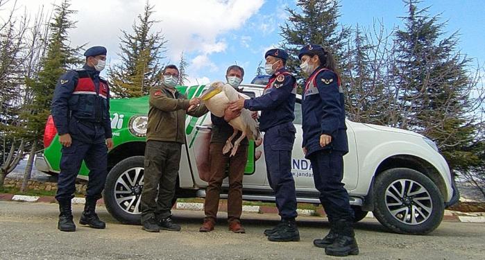 YARALI PELİKANA İLK MÜDAHALE JANDARMADAN