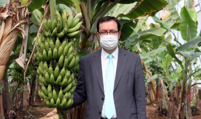 TÜRKİYE´NİN MUZ ÜRETİMİ AR-GE İLE KATLANARAK ARTIYOR