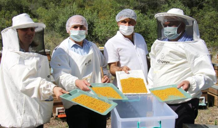 MERSİN’DE YILIN İLK BAL VE POLEN HASADI YAPILDI