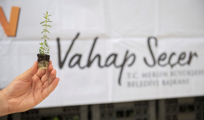 MERSİN’DE Kİ ÜRETİCİLERE KANTARON FİDESİ DAĞITILDI