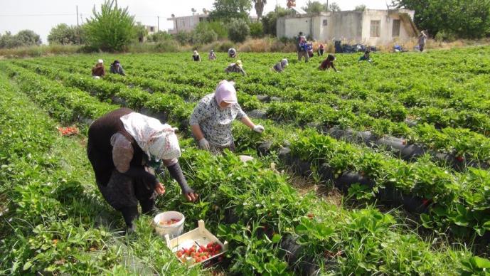KADIN İŞÇİLER 1 MAYIS’I TARLADA ÇİLEK TOPLAYARAK GEÇİRDİ