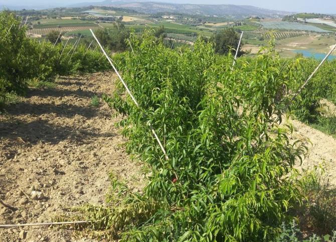 YABAN HAYVANLARI 600 ADET MEYVE AĞACI YOK ETTİ