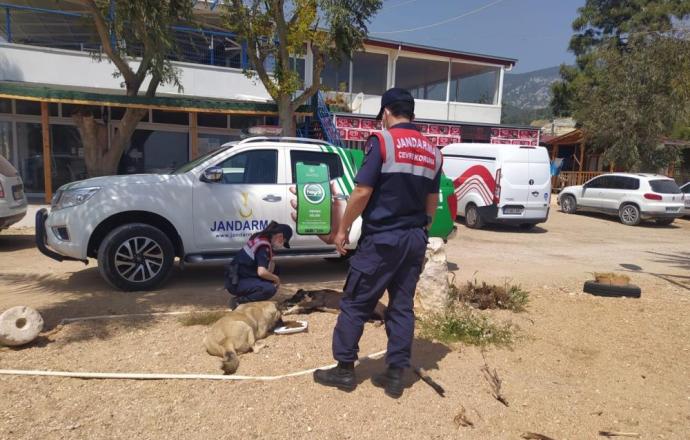 JANDARMA SOKAK HAYVANLARINI UNUTMADI