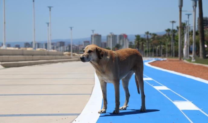 MERSİN SAHİLİ SOKAK HAYVANLARINA KALDI