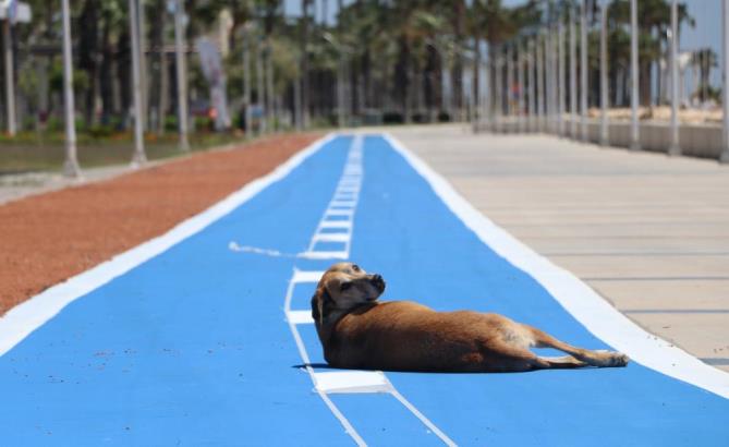 MERSİN SAHİLİ SOKAK HAYVANLARINA KALDI