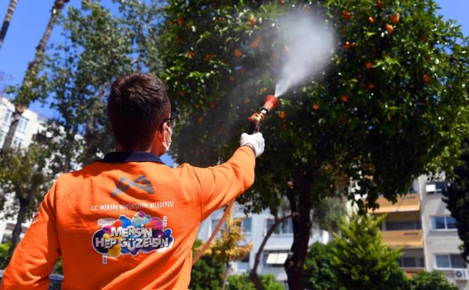 MERSİN’DE AKDENİZ MEYVE SİNEĞİ İLE MÜCADELE SÜRÜYOR
