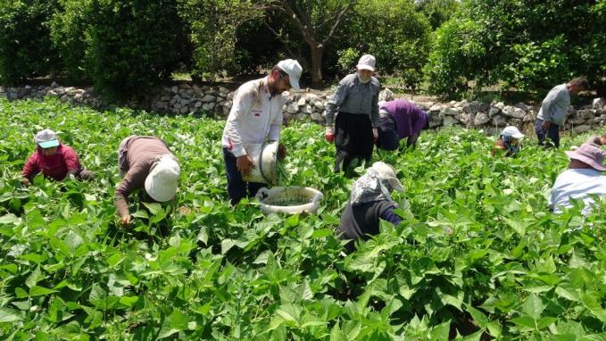 ÇİFTÇİLER BAYRAMA DENK GELEN DÜNYA ÇİFTÇİLER GÜNÜ’NÜ TARLADA KARŞILADI