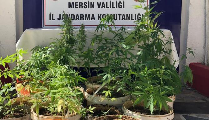 MERSİN’DE 259 KÖK KENEVİR BİTKİSİ ELE GEÇİRİLDİ