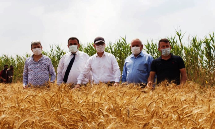 SİLİFKE’DE YERLİ TOHUM EKİMİ YAPILAN BUĞDAY ÇEŞİTLERİ HASAT EDİLDİ