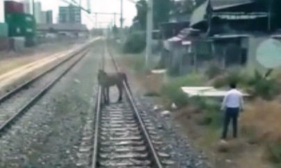 ÖLÜME TERK EDİLEN ATI MAKİNİSTLER KURTARDI