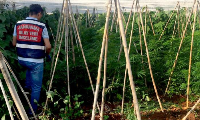 BİR SERADA 2 BİN 970 KÖK KENEVİR BİTKİSİ ELE GEÇİRİLDİ