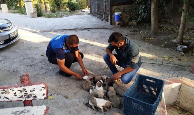 MAHSUR KALAN YAVRU KÖPEKLER KURTARILDI