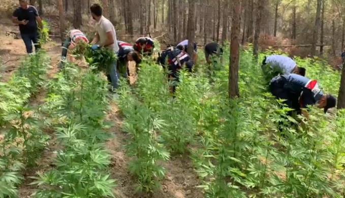 MERSİN’DE 8 BİN 478 KÖK KENEVİR BİTKİSİ ELE GEÇİRİLDİ