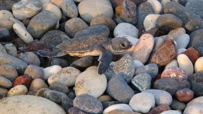 ALATA SAHİLİ’NDE Kİ DENİZ KAPLUMBAĞALARI GÜVENDE