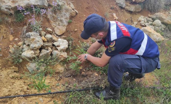 BAHÇESİNE KENEVİR EKTİ GÖZALTINA ALINDI