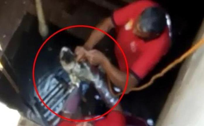 KUYUYA DÜŞEN, AĞACA SIKIŞAN KEDİLER İÇİN İTFAİYE SEFERBER OLDU