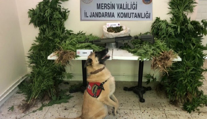 MERSİN’DE 784 KÖK KENEVİR BİTKİSİ ELE GEÇİRİLDİ