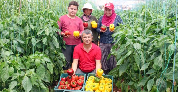 PAPRİKA BİBERİ KİLOSU 13 LİRADAN HASAT EDİLDİ