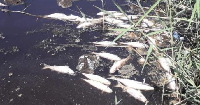 BOZYAZI’DA BALIK ÖLÜMLERİ TEDİRGİN ETTİ