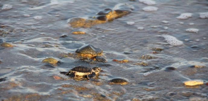 YAVRU KAPLUMBAĞALAR DENİZLE BULUŞTU