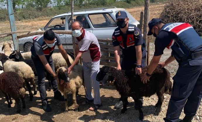 MERSİN’DE ÇALINAN HAYVANLAR ADANA’DA BULUNDU