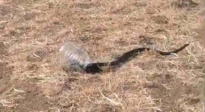 MERSİN’DE EVDE YAKALANAN YILAN DOĞAYA BIRAKILDI