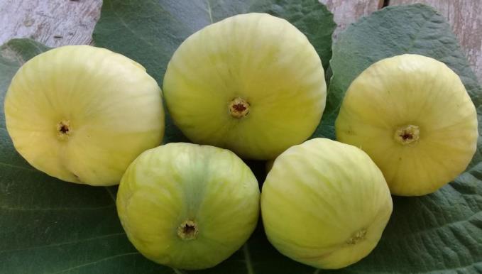 MERSİN’DE İNCİR ÜRETİCİNİN YÜZÜNÜ GÜLDÜRDÜ