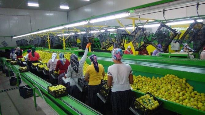 BALKAN ÜLKELERİNE LİMON İHRACATI BAŞLADI