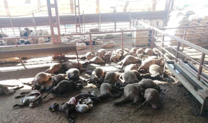 MERSİN’DE AĞILA GİREN KÖPEKLER 50 KÜÇÜKBAŞ HAYVANI TELEF ETTİ