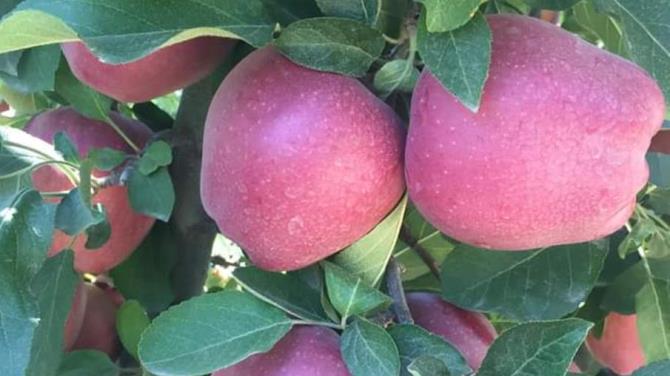 MUT’TA 22 BİN TON ELMA REKOLTESİ BEKLENİYOR