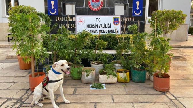 MERSİN’DE UYUŞTURUCU OPERASYONU