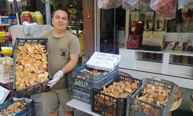 SARI ÇAM MANTARI DAĞ KÖYLÜLERİNİN GEÇİM KAPISI OLDU