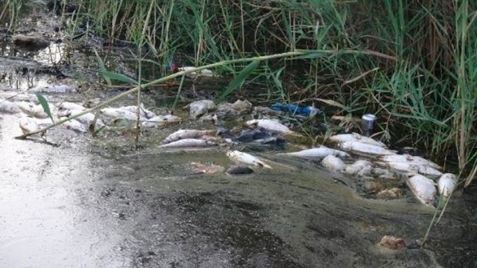 BALIK ÖLÜMLERİNİN YAŞANDIĞI SARIGÖL’DE ÇALIŞMA BAŞLATILDI