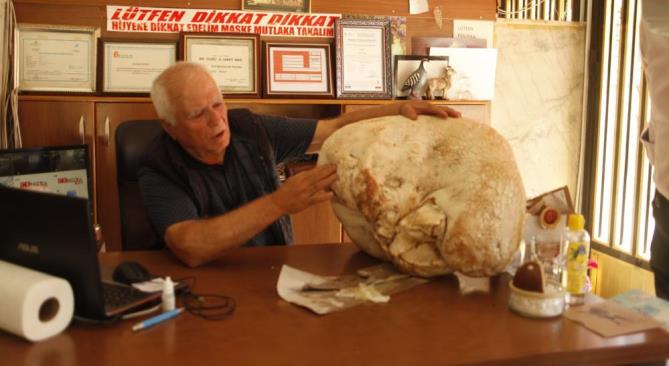 MERSİN’DE 23 KİLOLUK DEV MANTAR BULUNDU