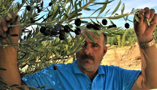 KURAKLIK ZEYTİNDE REKOLTEYİ DÜŞÜRDÜ, KALİTEYİ ETKİLEMEDİ