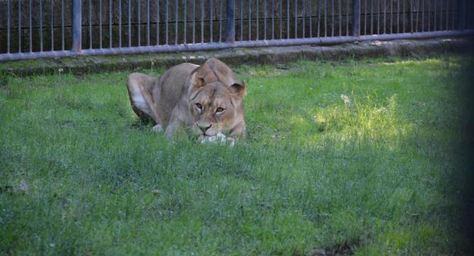 Doğa Parkı’nın yeni sakinleri: Berdan ve Kleopatra