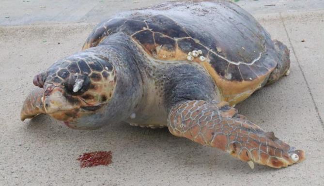Halk plajı kıyısında ölü caretta caretta bulundu