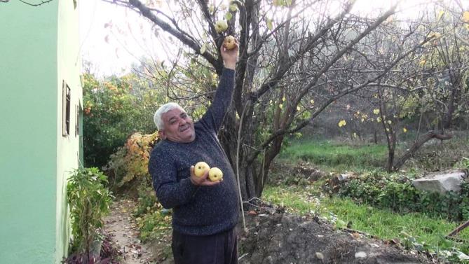 Mersin’de armut ağacı aralık ayında meyve verdi