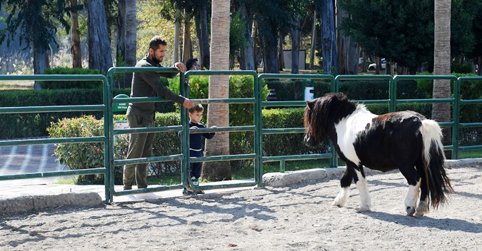 Doğa Parkı’nın yeni sakinleri midilli ve sırtlan yavruları ilgi görüyor