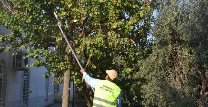 Budanan dallar yuvaları ısıtıyor