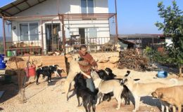 80 hayvana anne oldu, 53 köpek ile 27 kediyi sokaktan kurtardı