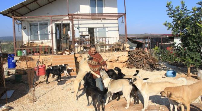 80 hayvana anne oldu, 53 köpek ile 27 kediyi sokaktan kurtardı