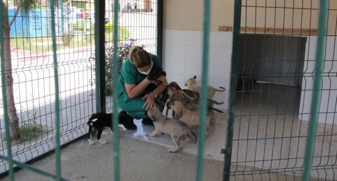 Kaşlı Geçici Hayvan Bakımevi perşembe günleri geçici süreyle ziyarete kapatıldı