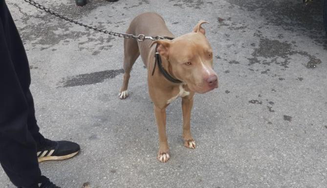 Mersin’de 7 yasaklı ırk türü köpeğe el konuldu